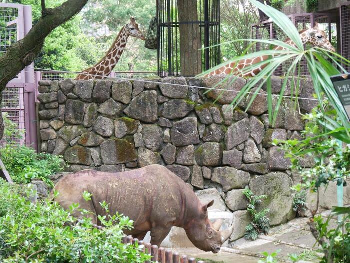 サイ　キリン