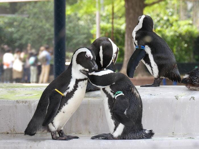 ケープペンギン