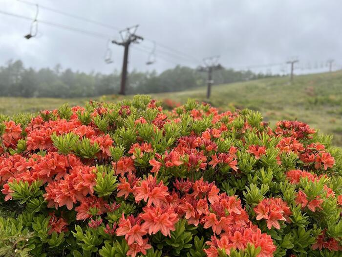長野県　初夏 日帰り 信州 絶景　登山　ハイキング　湯の丸高原　ツツジ