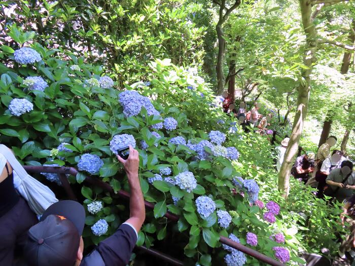 鎌倉市 観光 アジサイ シーズン 見頃 　長谷寺　あじさい路