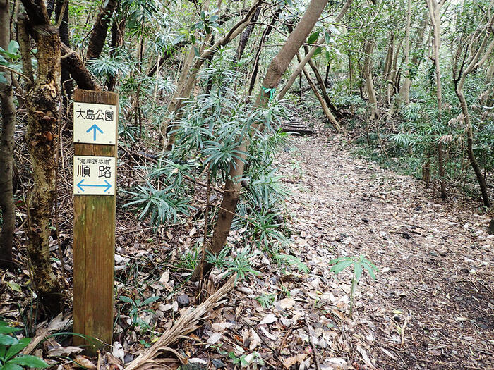 伊豆大島　海岸　観光　散策　大島公園海岸遊歩道