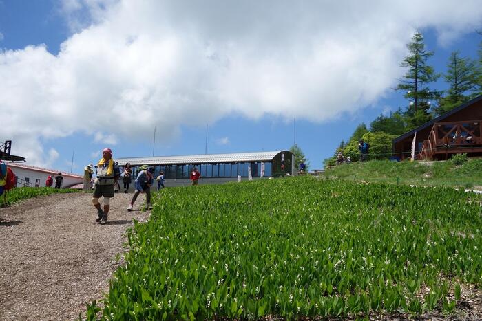 長野県　初夏 日帰り 信州 絶景　登山　ハイキング　入笠山　スズラン