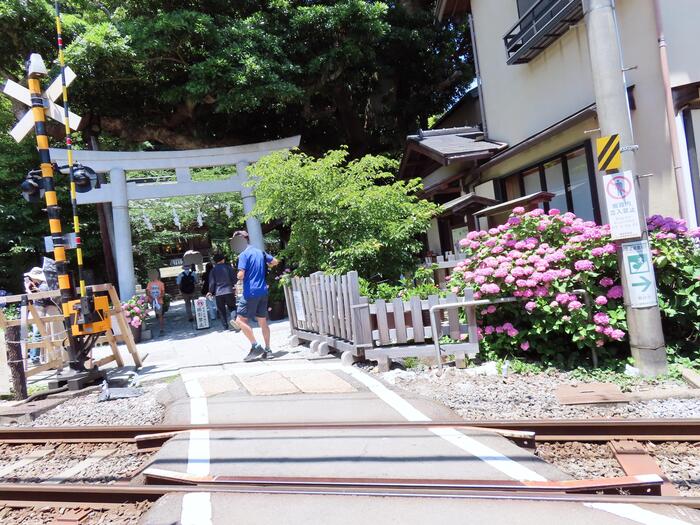 鎌倉市 観光 アジサイ シーズン 見頃 　江ノ電　御霊神社 