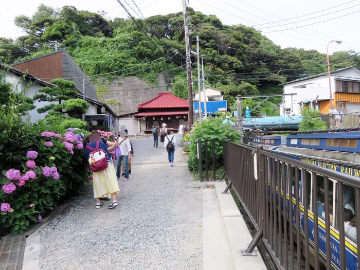 鎌倉市 観光 アジサイ シーズン 見頃  極楽寺