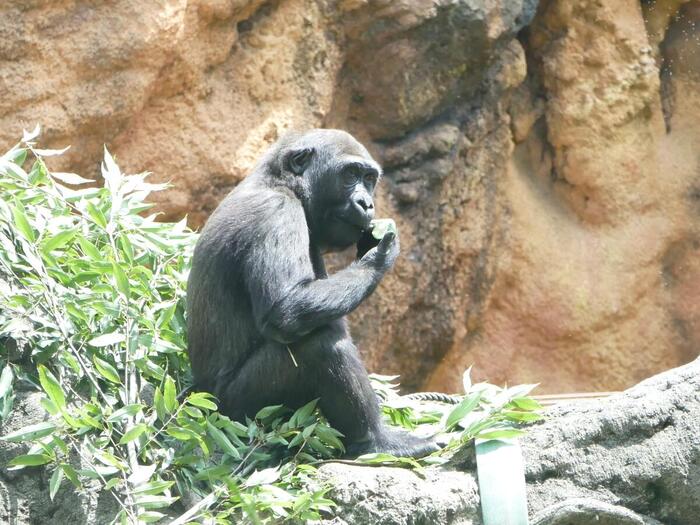 ゴリラ　スモモ