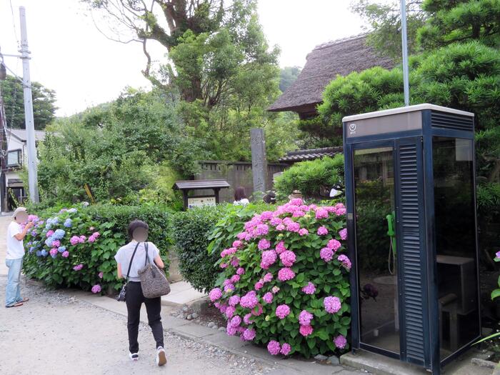 鎌倉市 観光 アジサイ シーズン 見頃 　極楽寺　山門