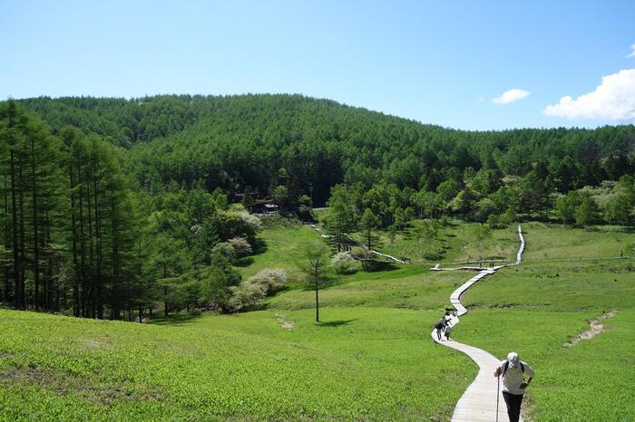 長野県　初夏 日帰り 信州 絶景　登山　ハイキング　入笠山　湿原