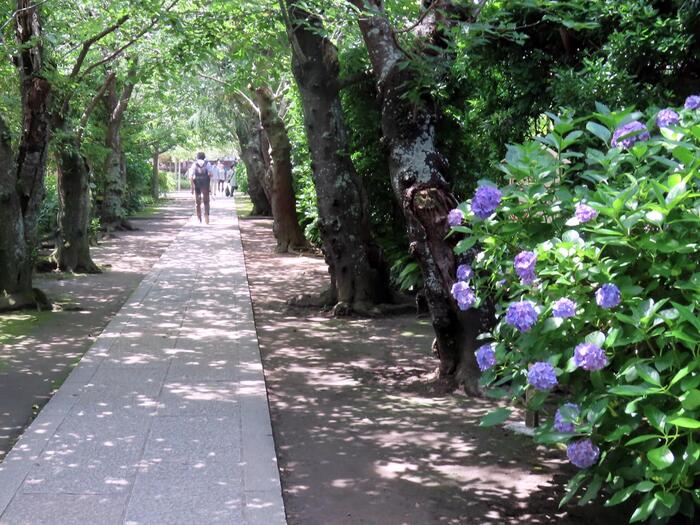鎌倉市 観光 アジサイ シーズン 見頃 　極楽寺　参道