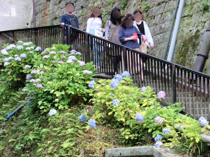 鎌倉市 観光 アジサイ シーズン 見頃 成就院