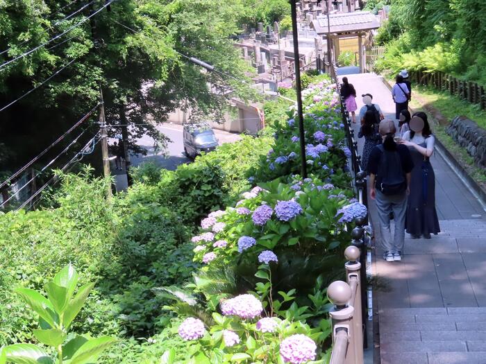 鎌倉市 観光 アジサイ シーズン 見頃 　成就院　参道