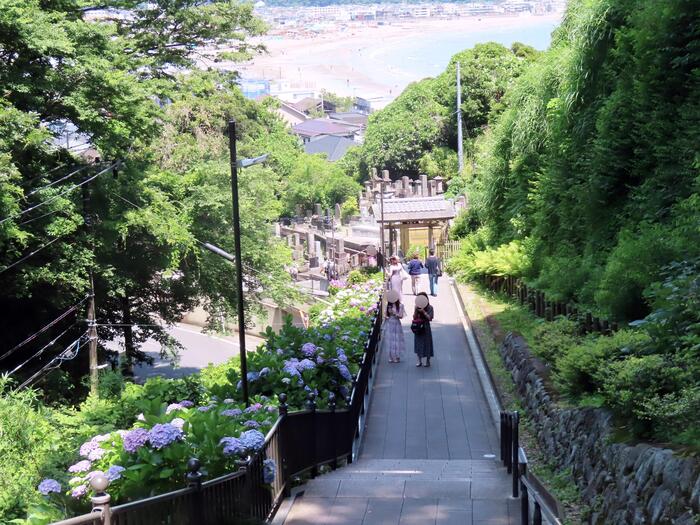 鎌倉市 観光 アジサイ シーズン 見頃 　成就院　参道