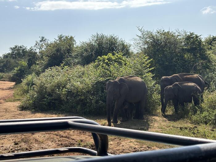 ヤーラ国立公園に群れをなすアジアゾウ