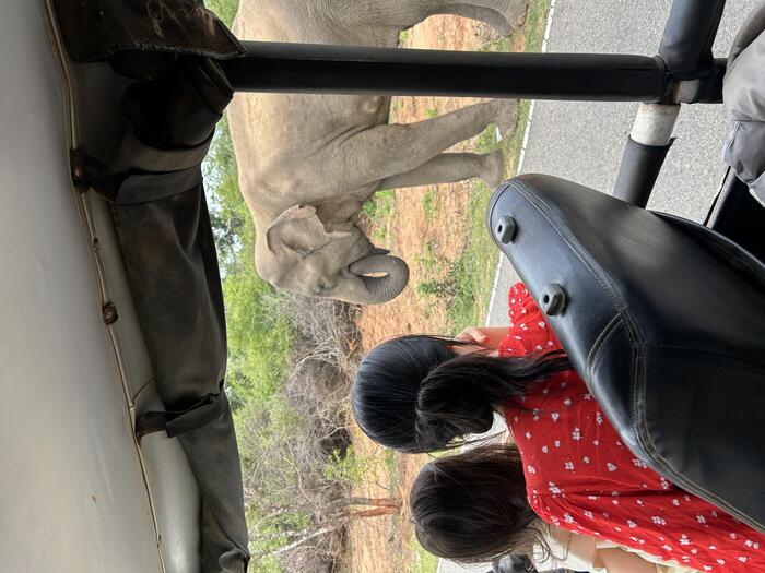 スリランカの国立公園内で車から見える像