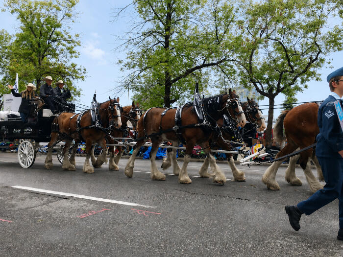 街をパレードで馬車をひく馬に乗った人たち