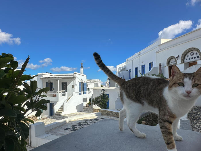 ティノス島の村とかわいい猫が歩いてちかずいてくるところ