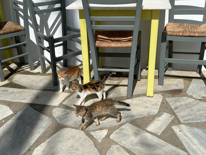 椅子のしたであそんでる子猫3匹