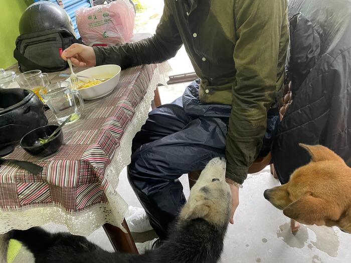 お店でヌードルを食べているとのころに犬が2匹がなついている