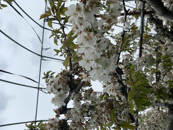 仁木町のサクランボの花が一面に咲いている