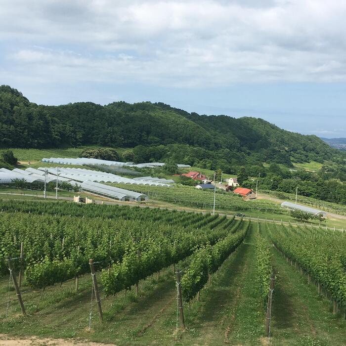 仁木町の広いワイナリー、ブドウ畑