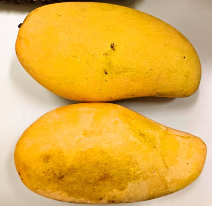 ２つ並んだ黄色くて大きいペリカンマンゴー(金煌芒果)