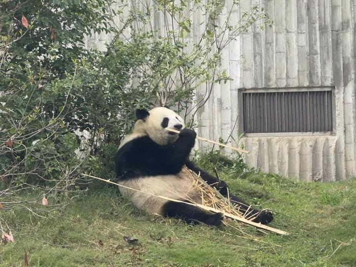 パンダ