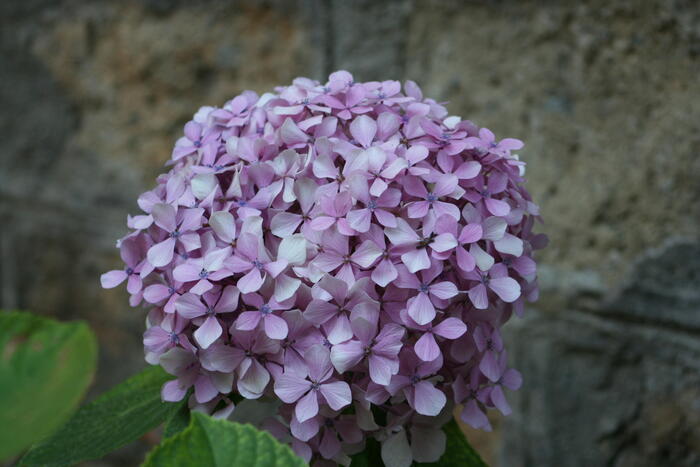 西洋紫陽花