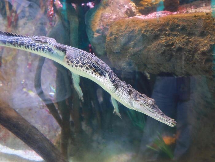 ケアンズ水族館の生物