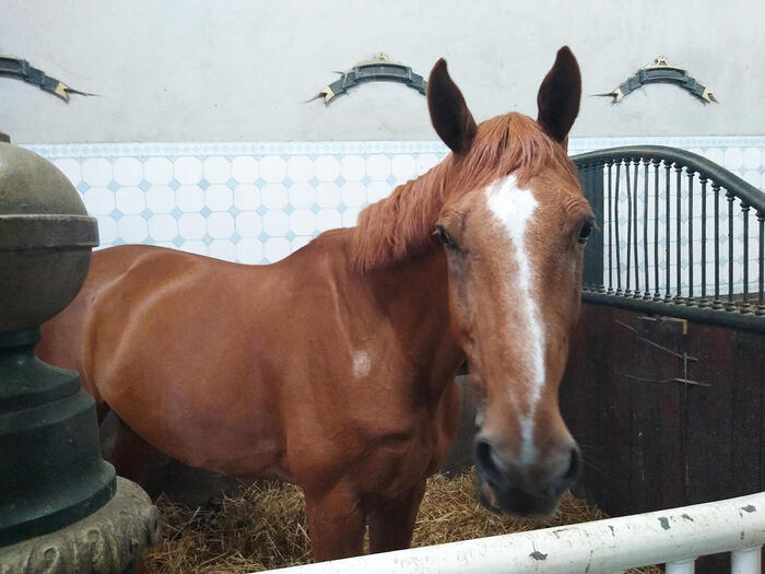 馬術ホールのホランセ・マネージュで飼育されているブラウンの馬