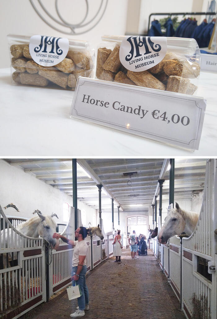 馬のクッキーと白い馬に餌やりを体験する人