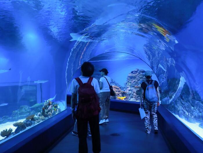 ケアンズ水族館