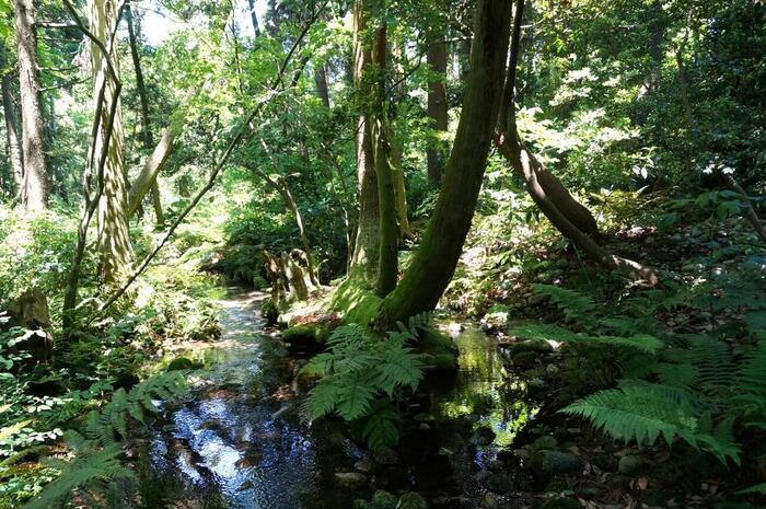 杉沢の沢スギの湧水地点と澄んだ水が湧き出す林内の自然風景