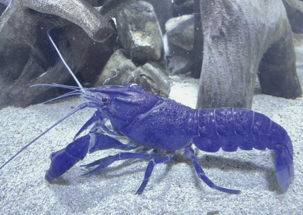 西オーストラリアのザリガニ、ブルーマロン