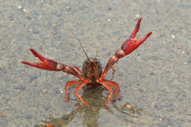 川の赤いザリガニがハサミをあげている
