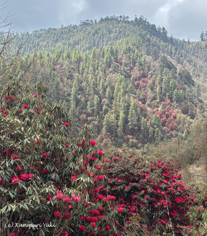 ブータンの石楠花で赤く染まる山々