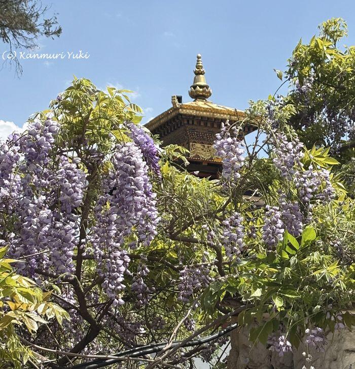 ブータンで一番古い寺のひとつキチュ・ラカンは花盛り