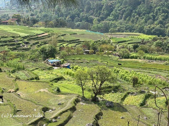 ブータンののどかな田園風景