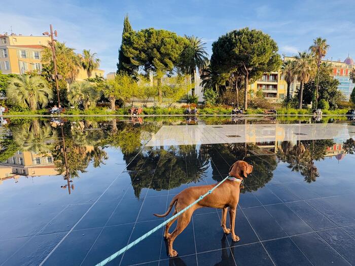 アルベール1世庭園、子ども犬も楽しんでいた噴水