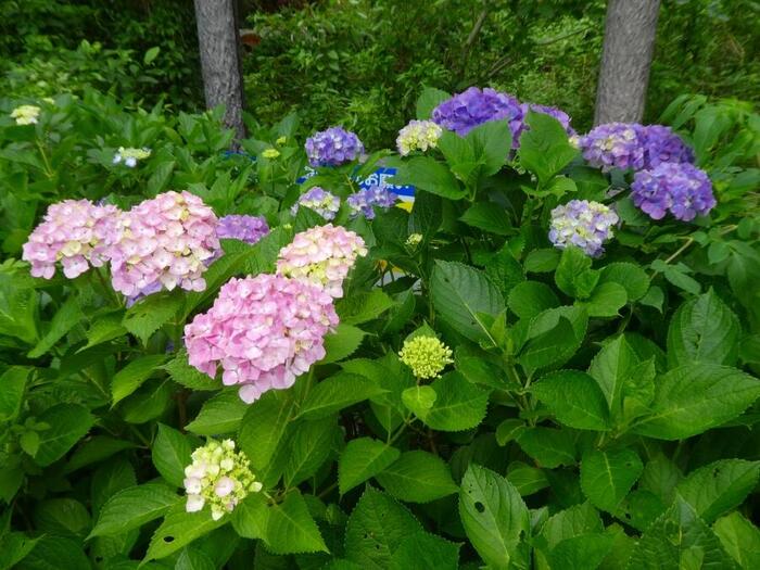 山上公園で咲き始めたあじさいの花の写真