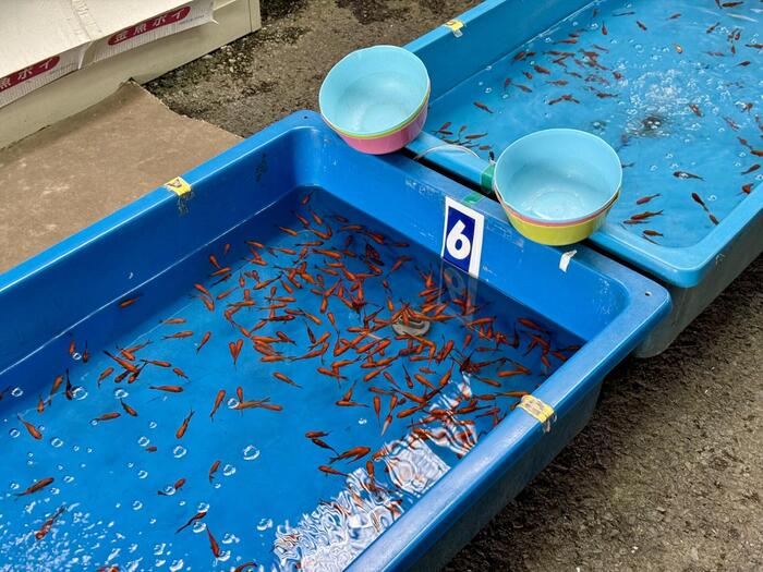 奈良県　大和郡山市　豊臣秀長　大和郡山城　大河ドラマ　豊臣兄弟　金魚