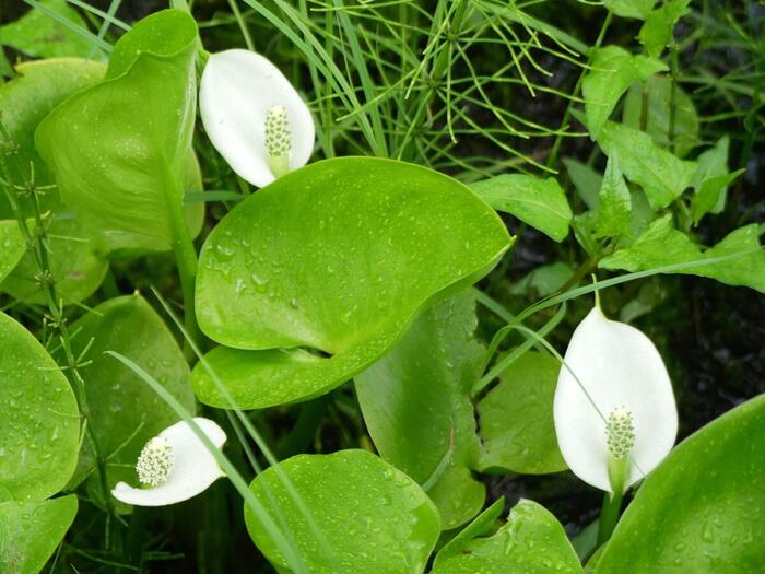 木道のかたわらで群生するヒメカイウの白い花