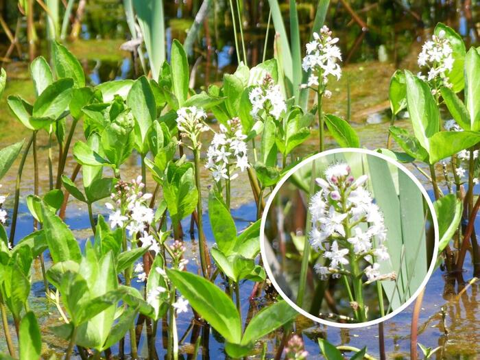 湿地帯で咲く、白い星形の花が密集するミツガシワ