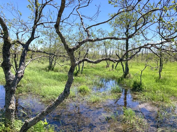 湿地帯の水辺に青空が映し出されている