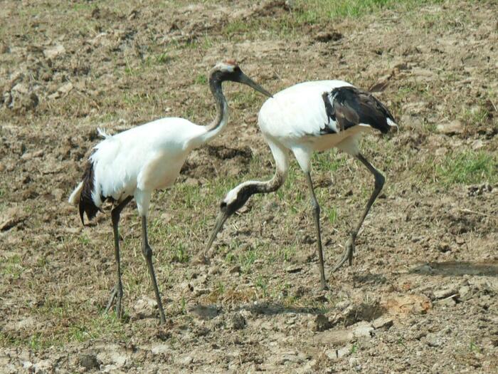 休耕地で寄り添う野生の2羽のタンチョウ