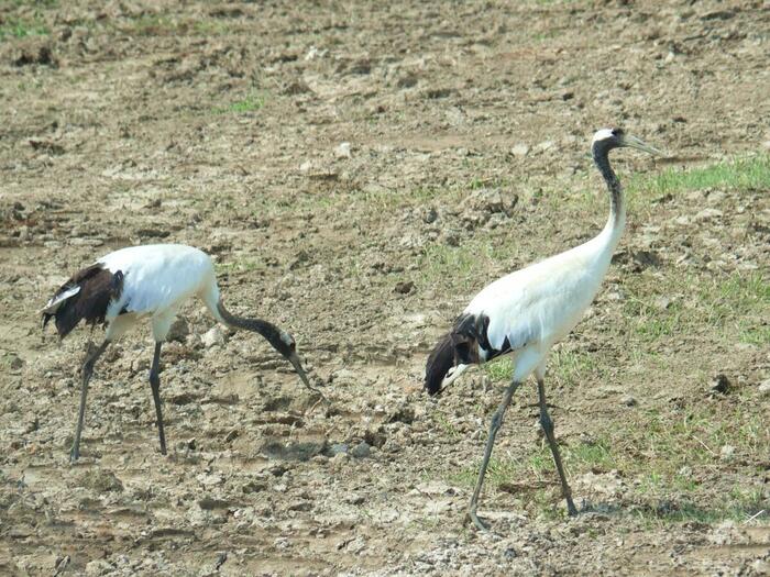 休耕地でエサを探す2羽のタンチョウ