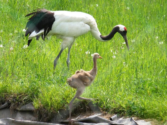 タンチョウヅルの親子、ヒナは黄色で小さい