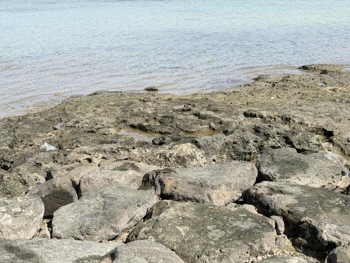 岩場の様子。よく見るとたくさんの海の生き物がいます