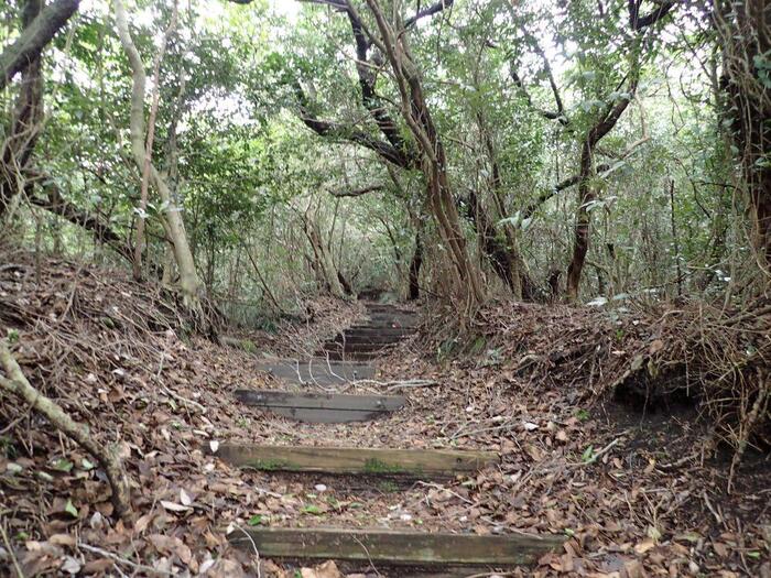 三原山テキサスコースの森に続く階段道