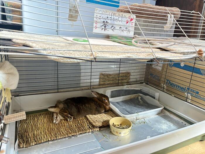 うさぎの「茶々」
