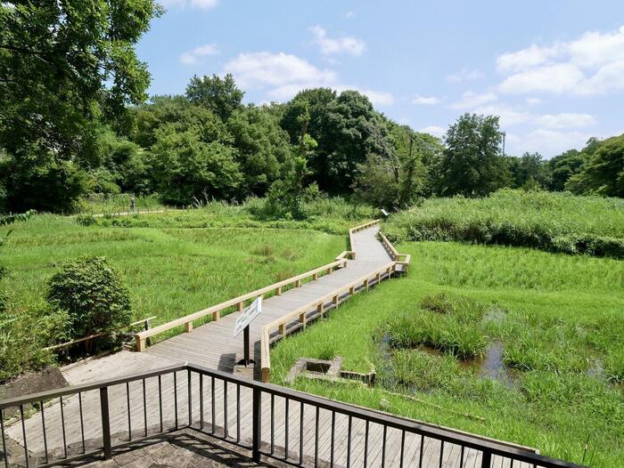 水生植物園の全景