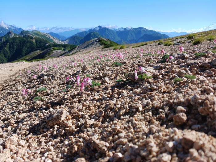 高山植物の女王「コマクサ」のお花畑